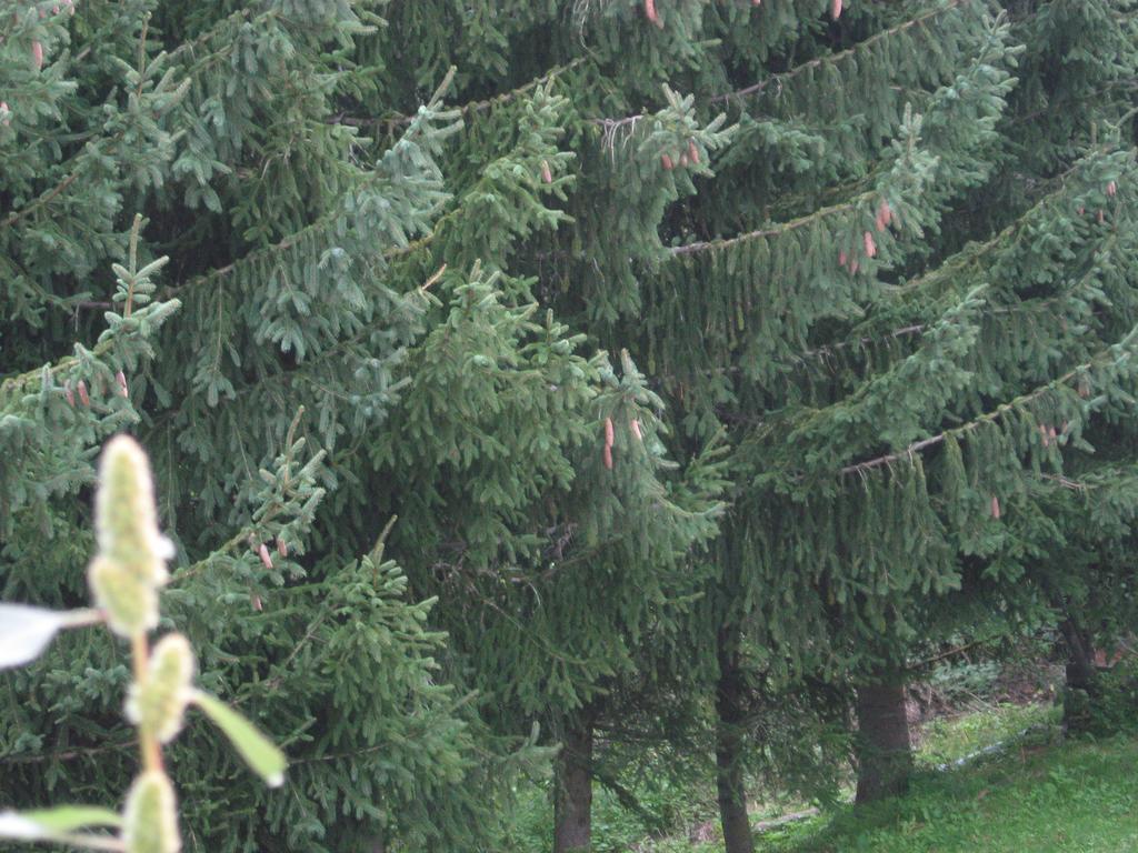 Appartement Ana Marija Mavrovo